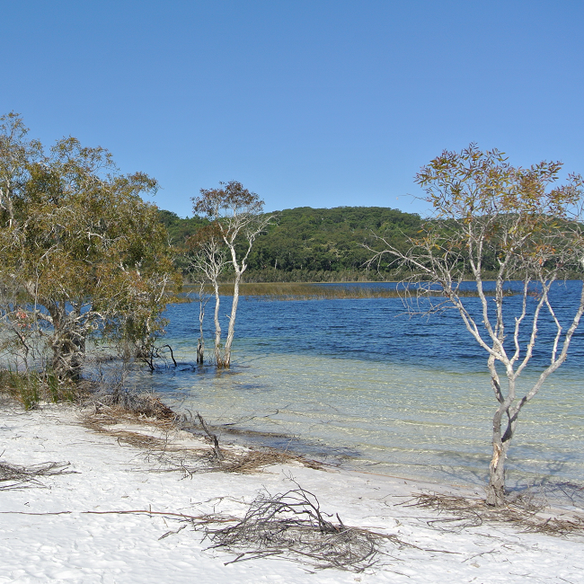 Le lac Mc Kenzie sur Fraser Island