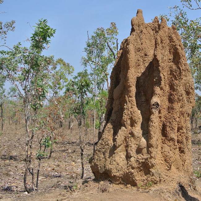 Termitière à Kakadu