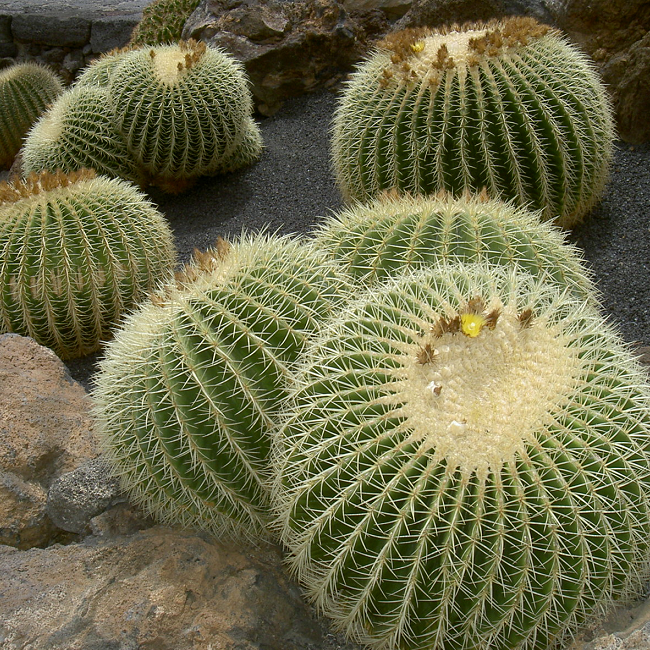Le jardin de cactus de Lanzarote