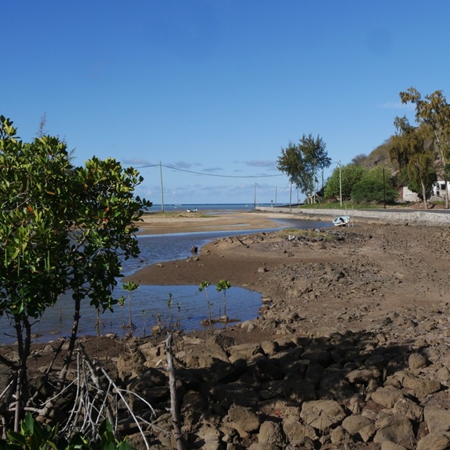 Mangrove sur l'Île Rodrigues