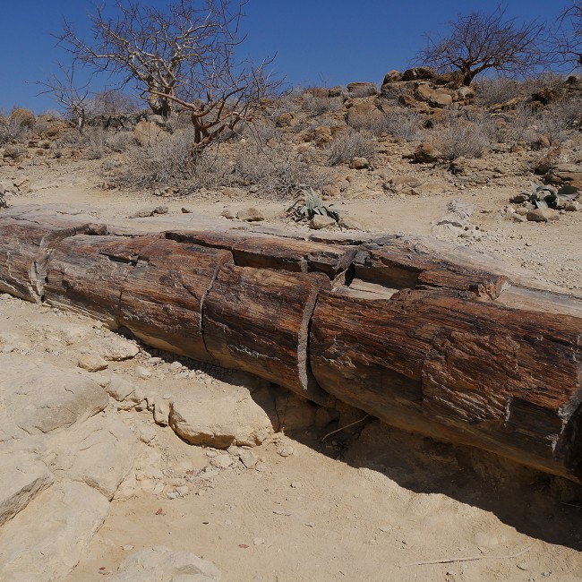 Arbre de la forêt pétrifiée - Namibie