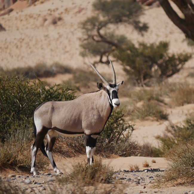 Bel oryx dans le désert du Namib - Namibie
