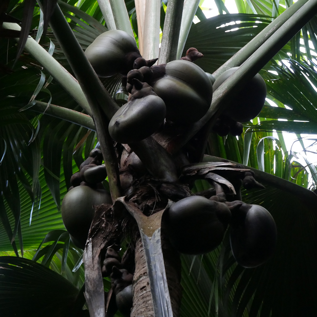 Les « coco fesses » de la vallée de Mai - Praslin