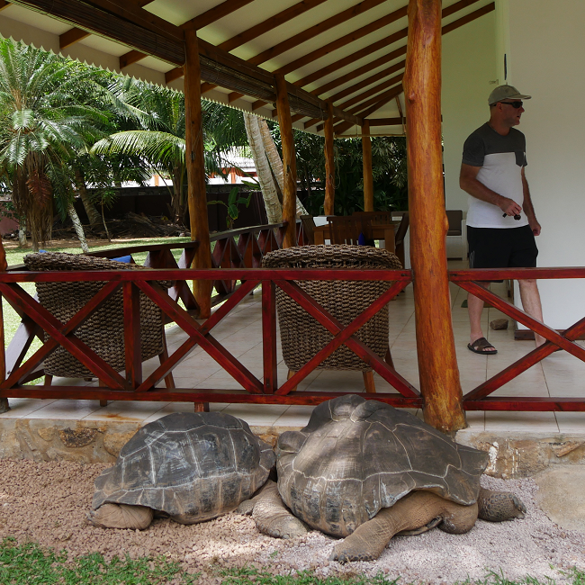 Les tortues dans notre jardin - Praslin