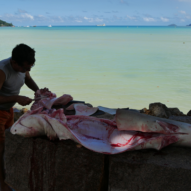Découpe d'un requin citron à Anse à la mouche - Mahé