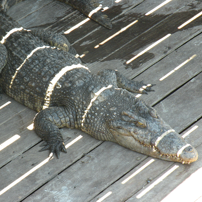 Crocodile au Cambodge