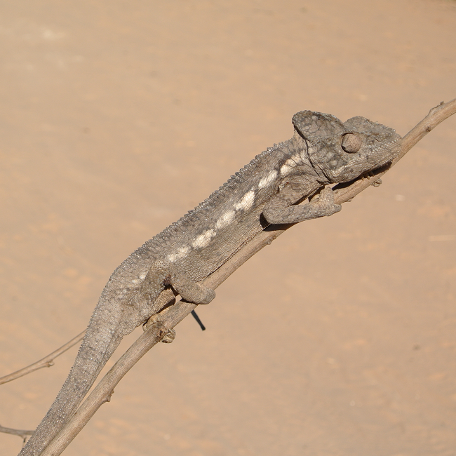 Caméléon - Madagascar