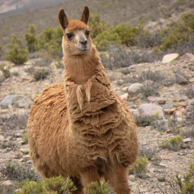 Lama étonné au Pérou