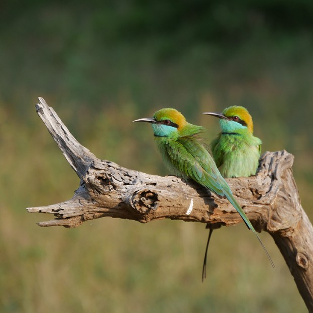 Beaux oiseaux colorés du parc de Yala - Sri Lanka