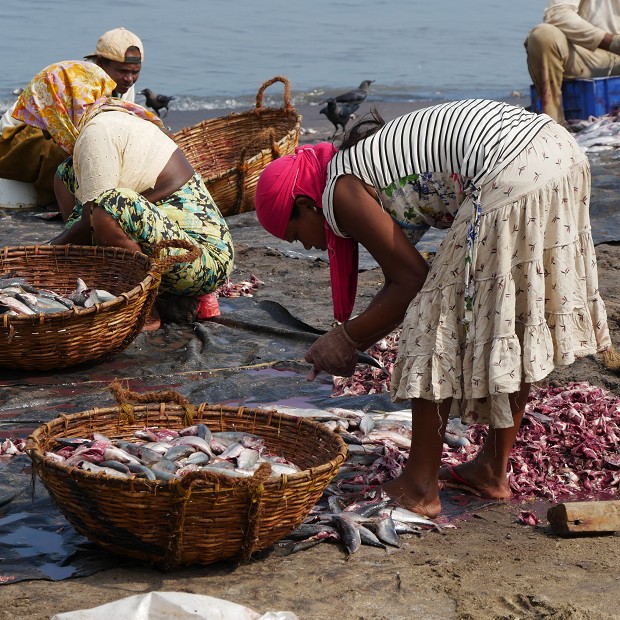Préparation du poisson sur la plage de Negombo - Sri Lanka